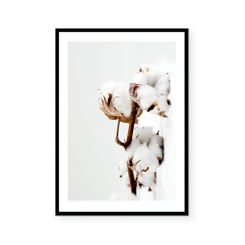 Cotton Plant | Art Print