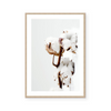 Cotton Plant | Art Print