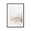 Goldie | Art Print