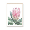 King Protea I | Art Print