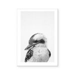 Kookaburra  | B&W | Art Print