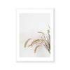 Goldie | Art Print