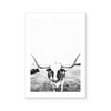 Steer | Art Print