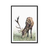 Doe | Art Print