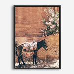 Donkey | Canvas Print