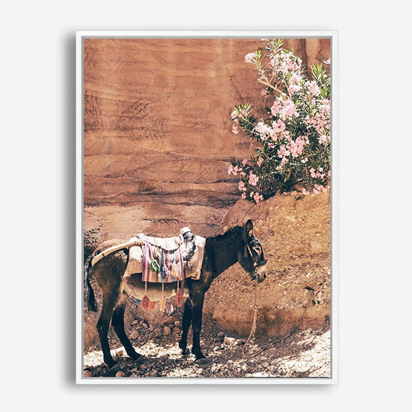 Donkey | Canvas Print