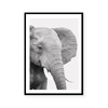 Elephant | Art Print