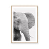 Elephant | Art Print