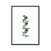 Eucalyptus | Art Print