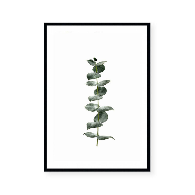 Eucalyptus | Art Print