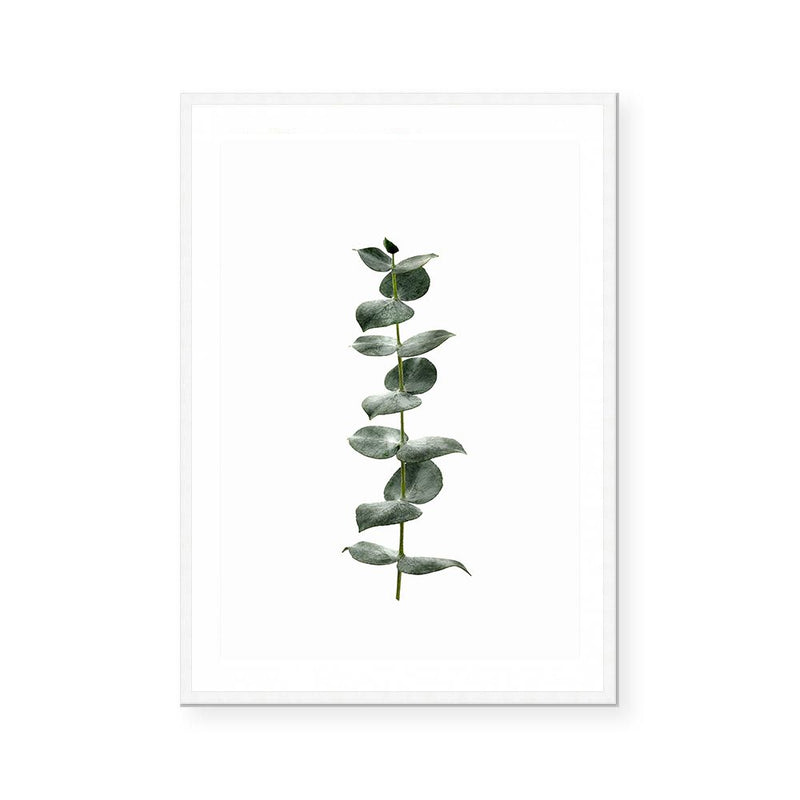 Eucalyptus | Art Print