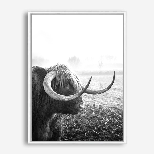 Highland Cow | Canvas Print