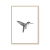 1 - HUMMINGBIRD