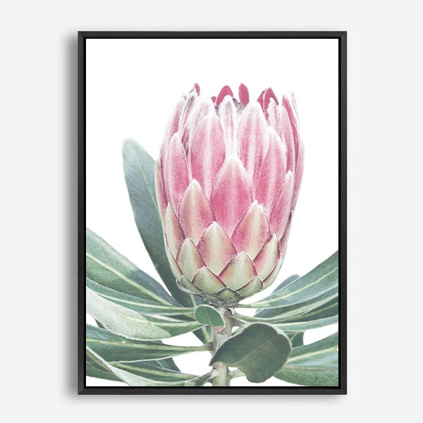 King Protea | Canvas Print