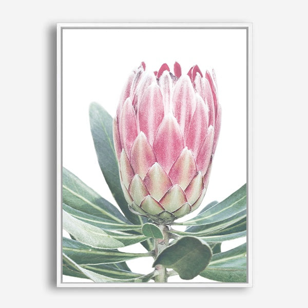 King Protea | Canvas Print