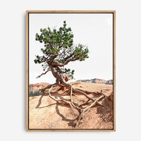 Nixon | Canvas Print