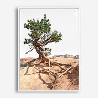 Nixon | Canvas Print