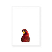 Parrot | Art Print