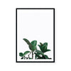 Rubber Plant | Art Print