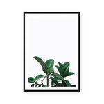 Rubber Plant | Art Print