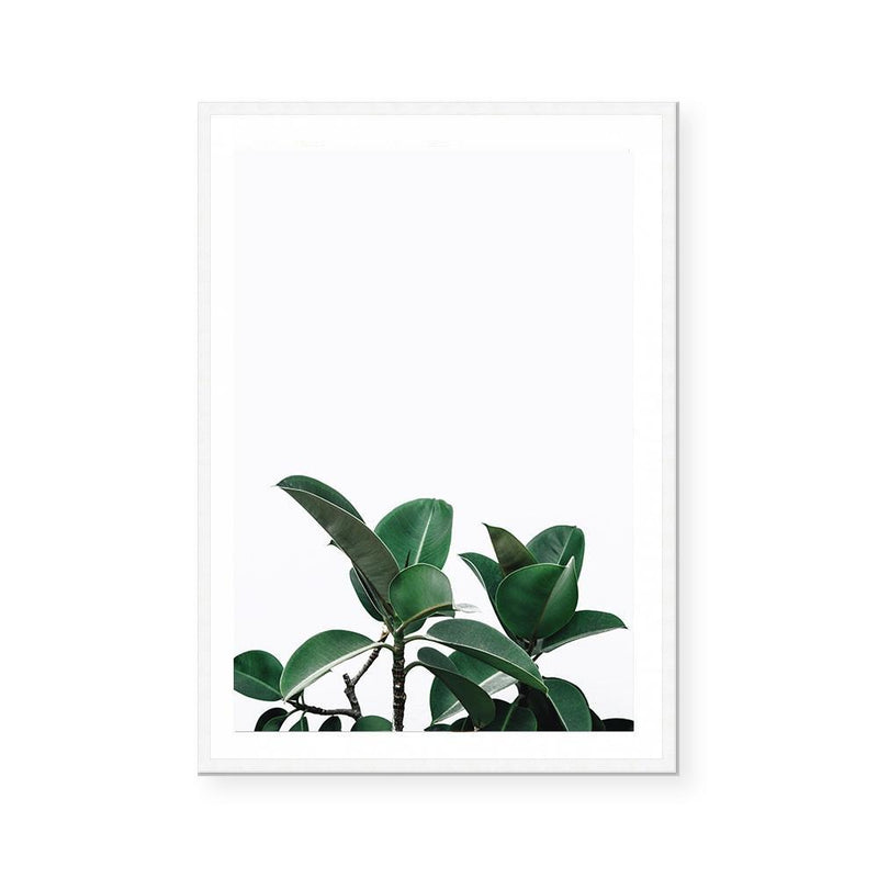 Rubber Plant | Art Print