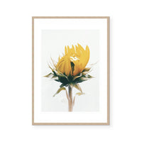 Sunflower | Art Print