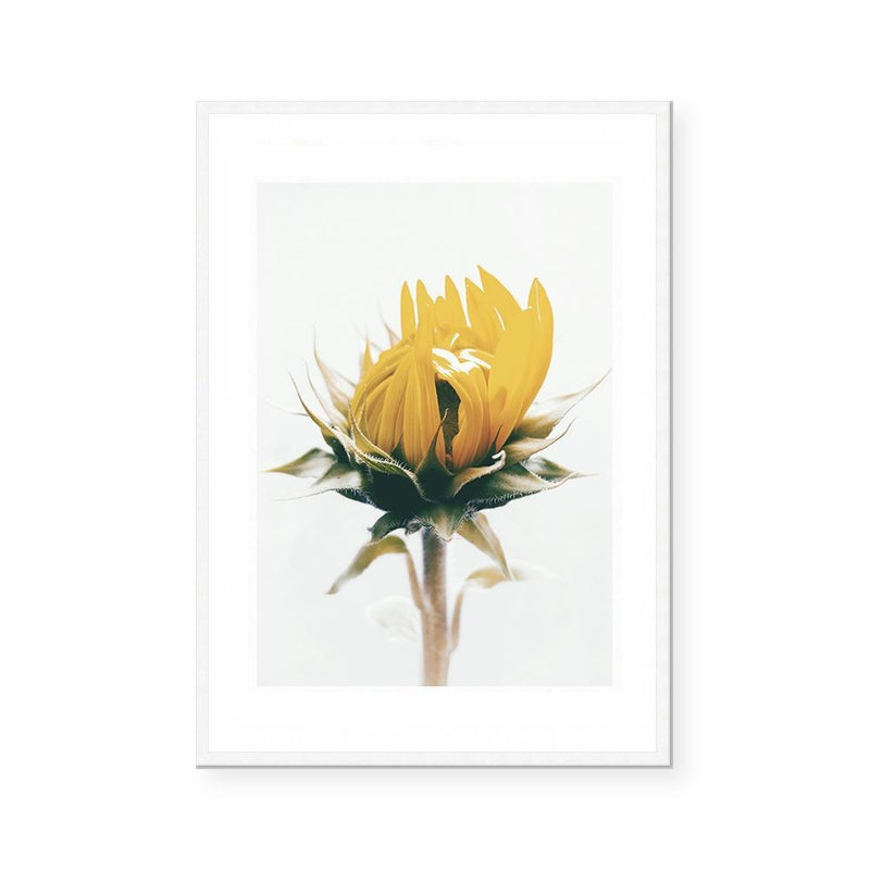 Sunflower | Art Print