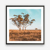 Outback Bush | Australian Landscape | Square | Art Print