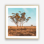 Outback Bush | Australian Landscape | Square | Art Print