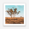 Outback Bush | Australian Landscape | Square | Art Print