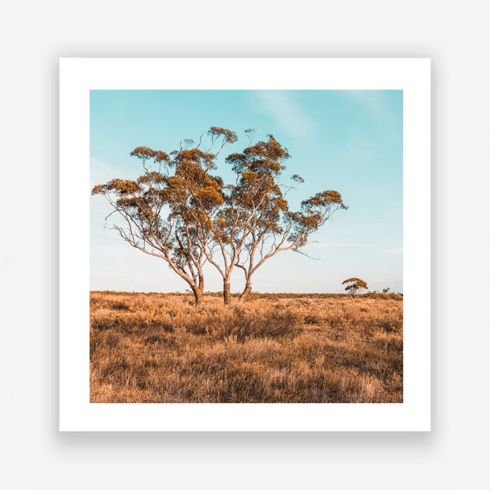 Outback Bush | Australian Landscape | Square | Art Print