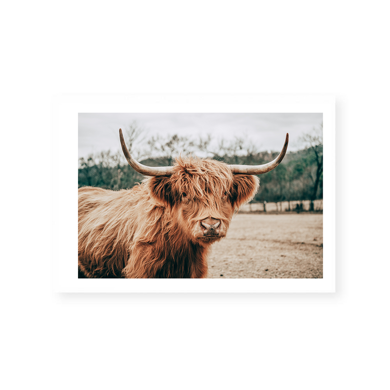 Highlander Cow | Art Print