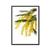 Wattle | Art Print