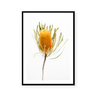 Banksia | Art Print