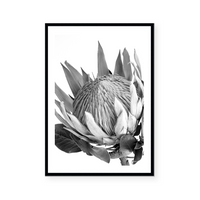 King Protea II | B&W | Art Print