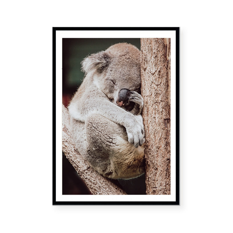 Sleepy Koala | Art Print