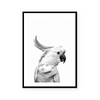 Cockatoo | Art Print