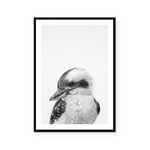 Kookaburra  | B&W | Art Print