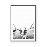 Steer | Art Print