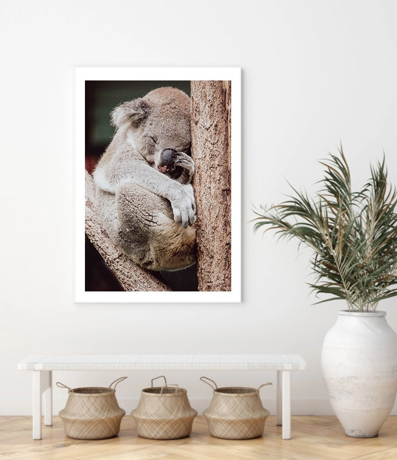 Sleepy Koala | Art Print