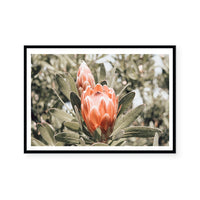 Australian Florals | Art Print