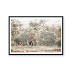 Outback Kangaroos | Art Print