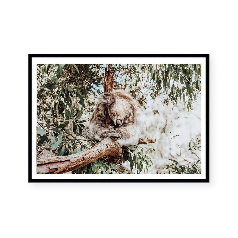 Sleeping Koala | Art Print
