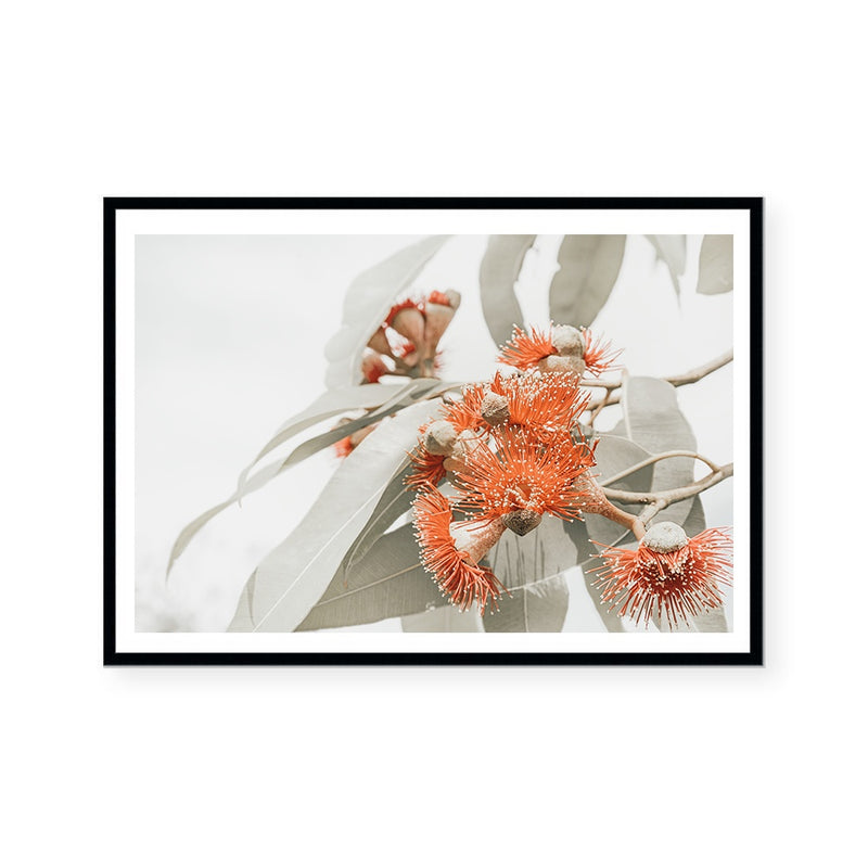 Flowering Gum | Art Print