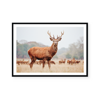 Mountain Stag | Art Print