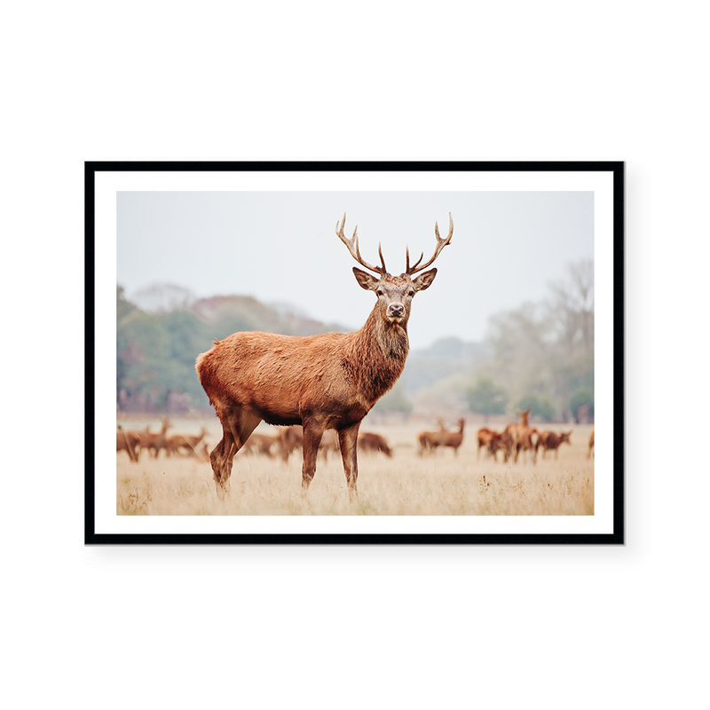 Mountain Stag | Art Print