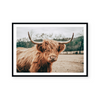 Highlander Cow | Art Print