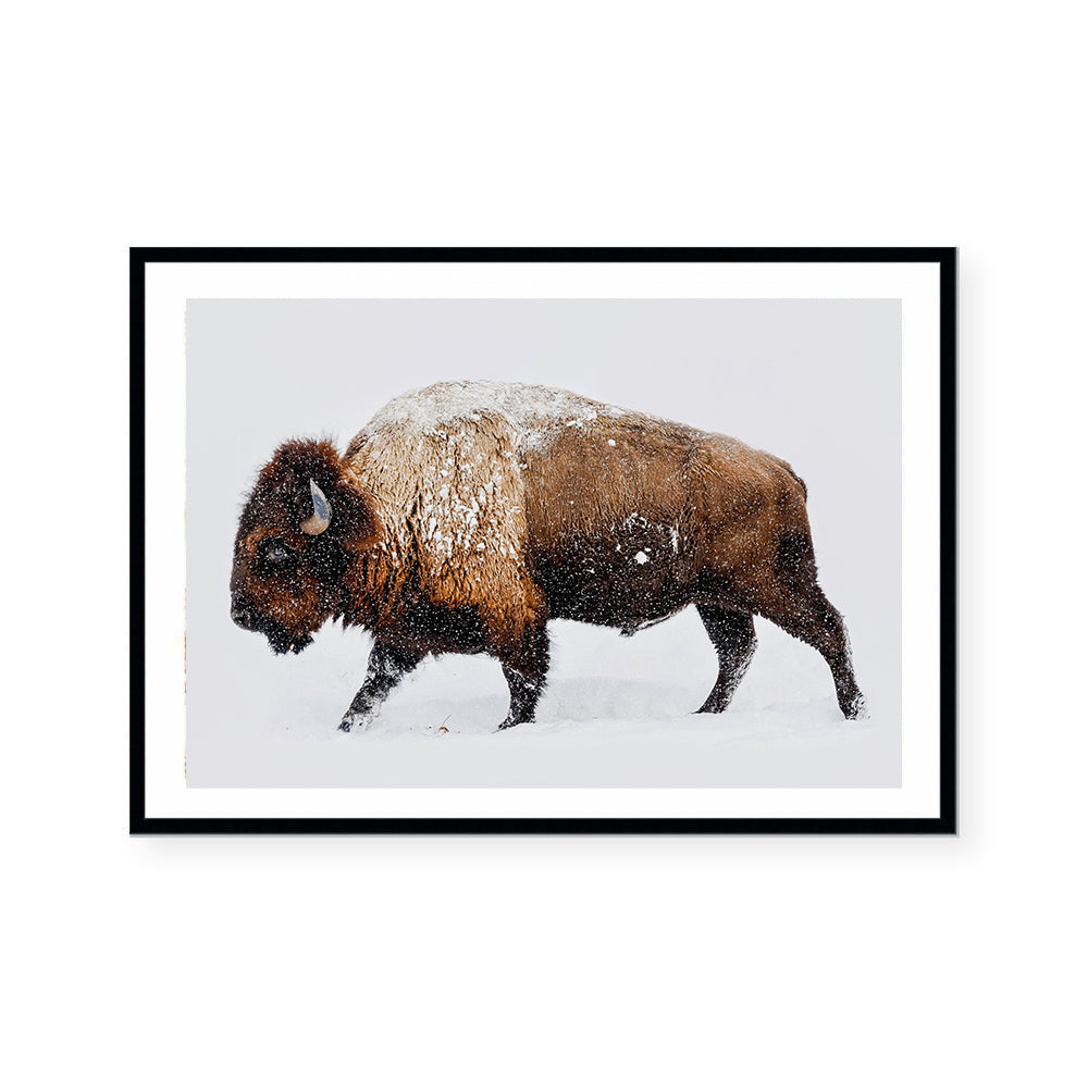 Bison | Art Print