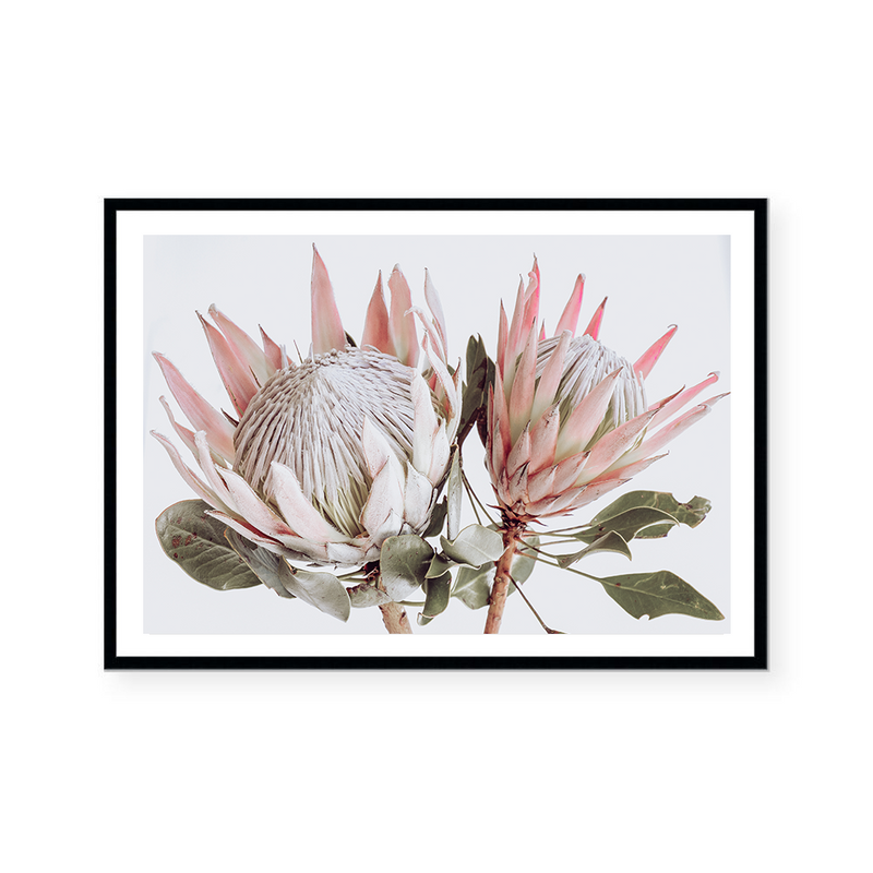 King Protea II | Art Print