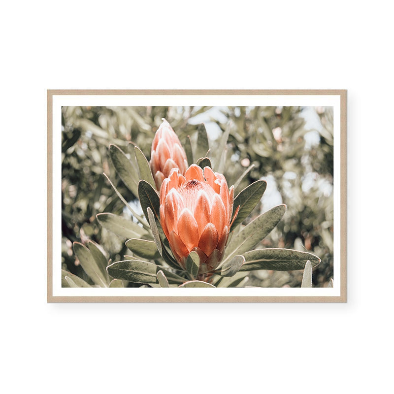 Australian Florals | Art Print